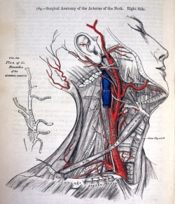 diagrama del costado del cuello