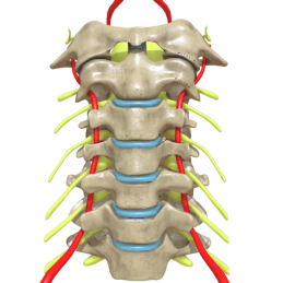 diagrama de la parte de atrás del cuello